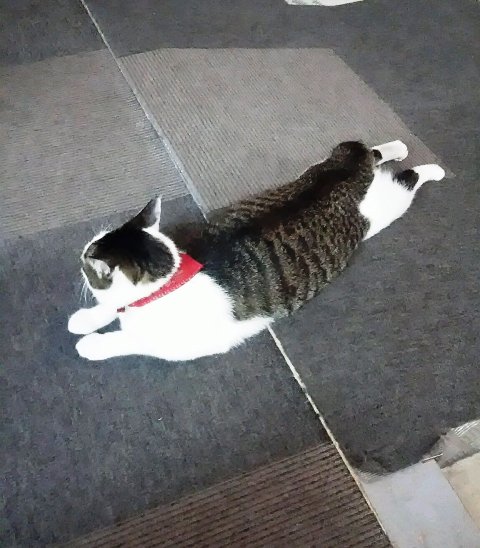 摜