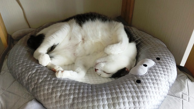 �摜